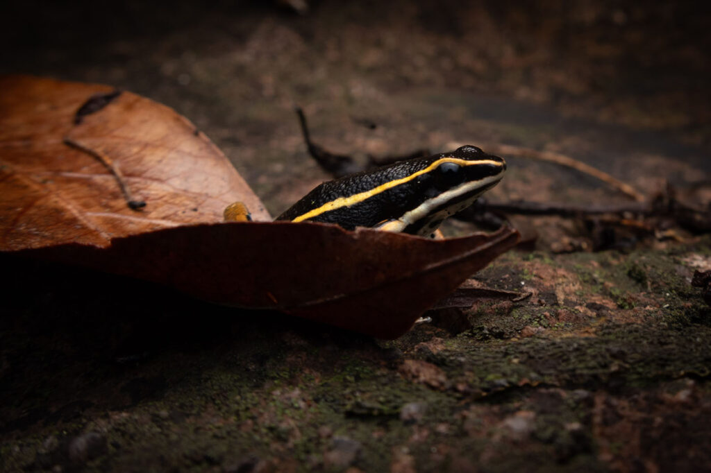 मैथियस मार्कोस अजेवेडो कार्वाल्हो दा सिल्वा ब्राजील 2025 सेव द फ्रॉग्स फोटो प्रतियोगिता फोटो 3