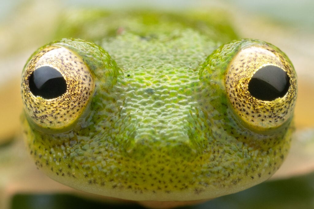 मैथियस मार्कोस अजेवेडो कार्वाल्हो दा सिल्वा ब्राजील 2025 सेव द फ्रॉग्स फोटो प्रतियोगिता फोटो 4