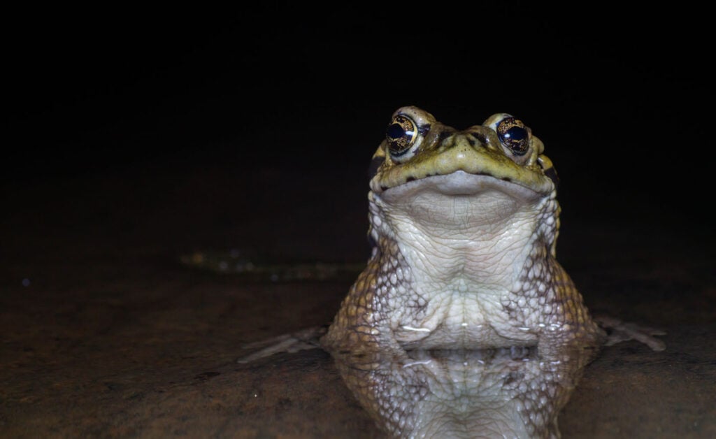 मैटियास फाउंडेज़ चिली 2025 मेंढक बचाओ फोटो प्रतियोगिता राइनेला अरुनको 1