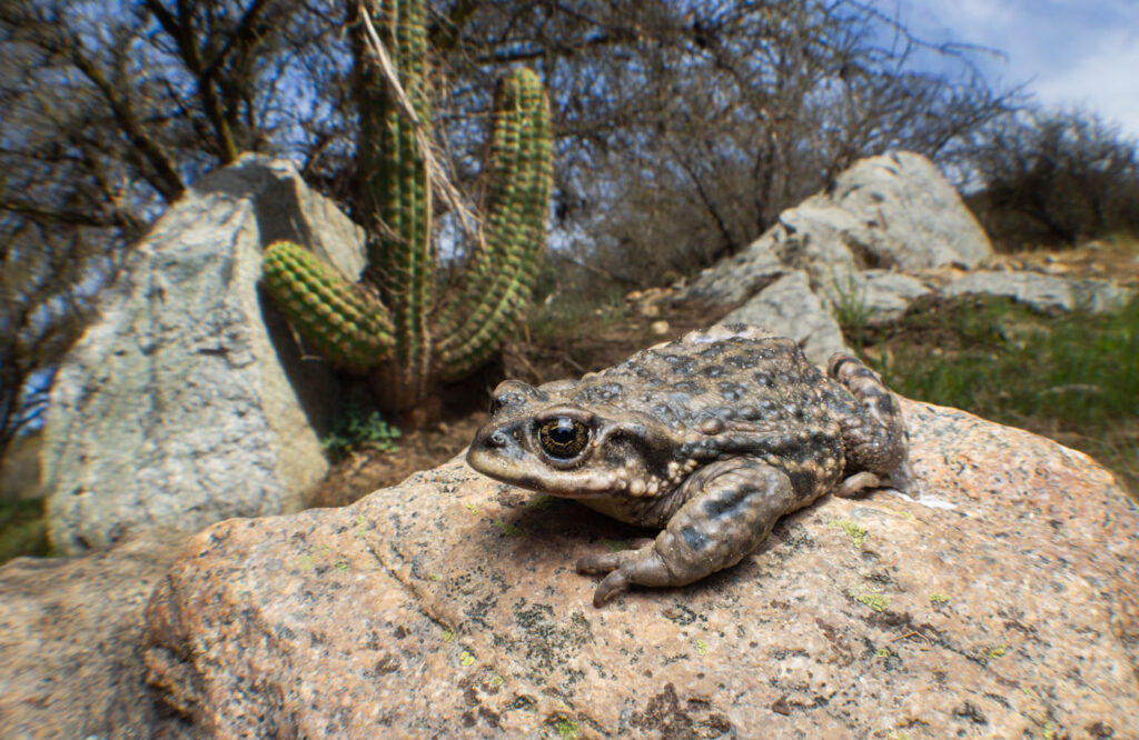 मैटियास फाउंडेज़, चिली 2025 मेंढक बचाओ फोटो प्रतियोगिता, राइनेला अरुनको
