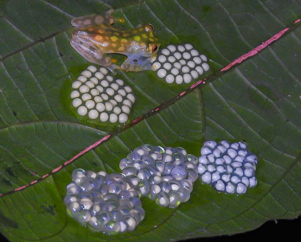 मैथियास लेम्म, संयुक्त राज्य अमेरिका, यूएस 2025 मेंढक बचाओ फोटो प्रतियोगिता, कांच के मेंढक