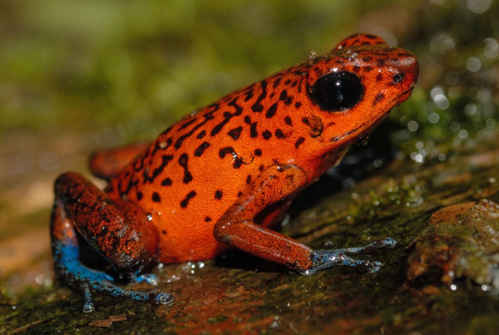 मैथियास लेम्म, संयुक्त राज्य अमेरिका, यूएस, 2025 सेव द फ्रॉग्स फोटो प्रतियोगिता, फोटो 1