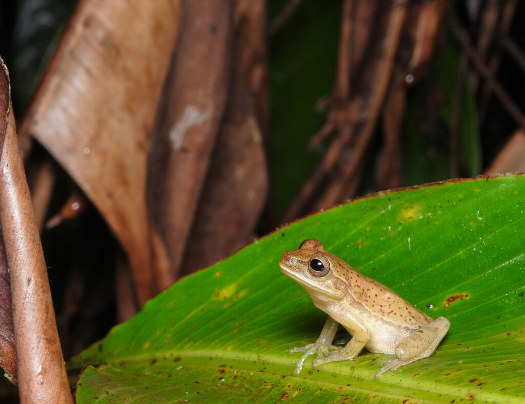 मैथियास लेम्म, संयुक्त राज्य अमेरिका, यूएस, 2025 सेव द फ्रॉग्स फोटो प्रतियोगिता, फोटो 2