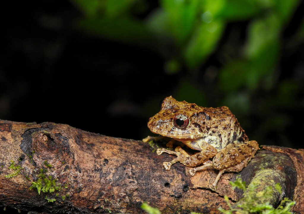मैथियास लेम्म, संयुक्त राज्य अमेरिका, यूएस, 2025 सेव द फ्रॉग्स फोटो प्रतियोगिता, फोटो 4