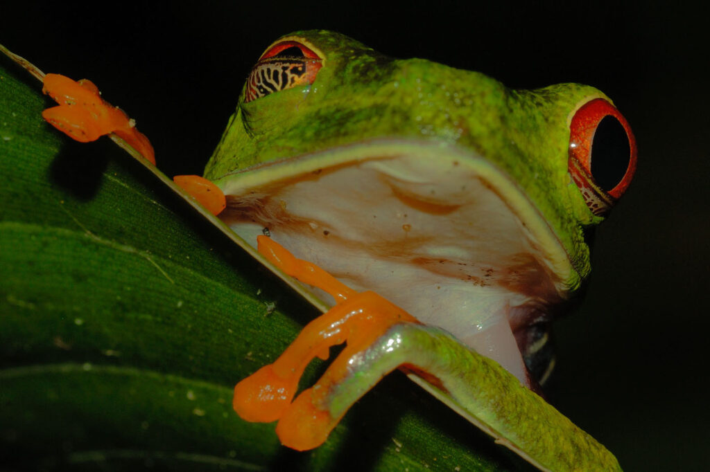 मैथियास लेम्म, संयुक्त राज्य अमेरिका, यूएस, 2025 सेव द फ्रॉग्स फोटो प्रतियोगिता, फोटो 5