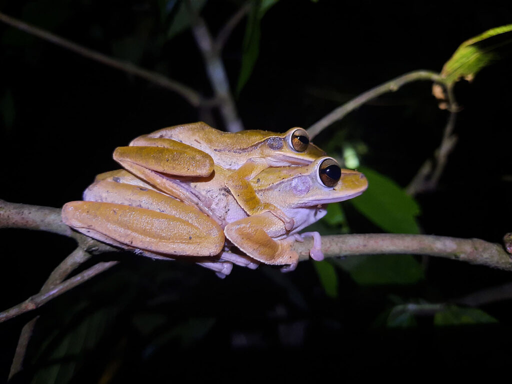 मोहम्मद आशिकुन नबी लितु बांग्लादेश 2025 मेंढक बचाओ फोटो प्रतियोगिता फोटो 1