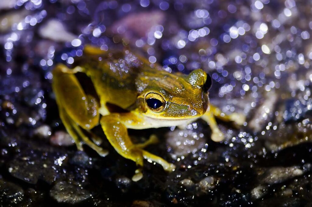 Bangladesh - University of Dhaka - Save The Frogs Day 2024