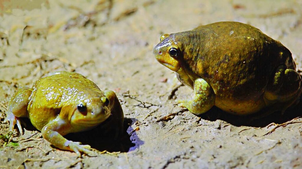Md Imrul Kayes 3 Uperodon globulosus Bangladesh University of Dhaka Save The Frogs Day 2024
