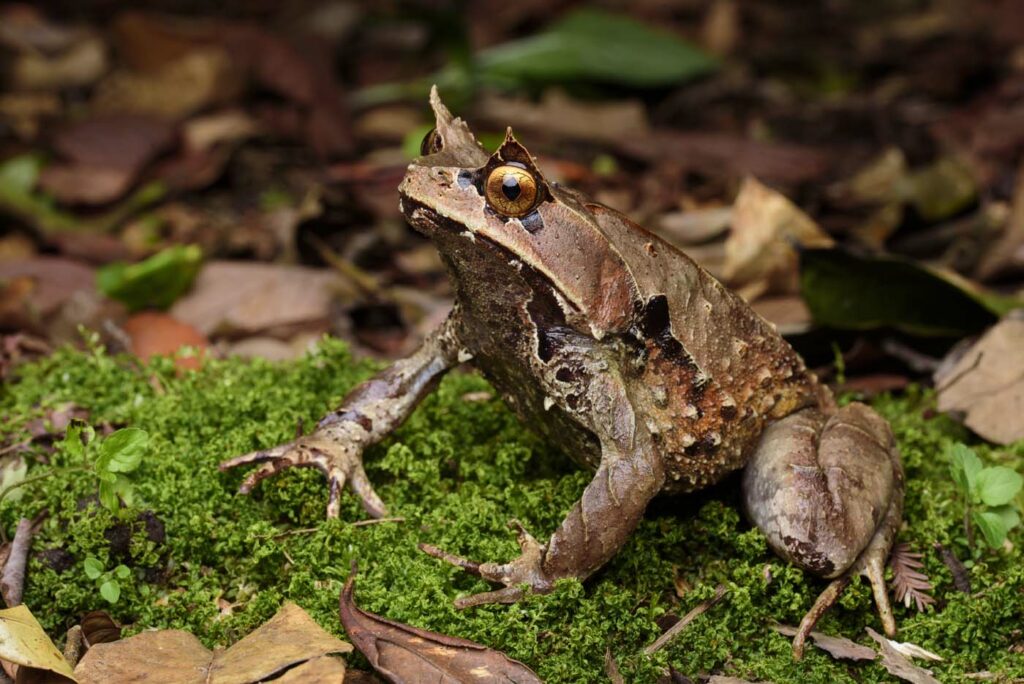 Megophrys-kobayashii---Kobayashi_s-Horned-Frog-(4)--malaysia-kinabalu-rupert-grassby-lewis-1400
