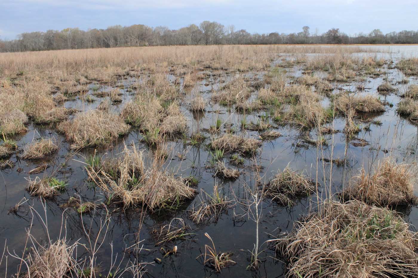 Meredosia 国家野生动物保护区 - ILCF Habitat Illinois