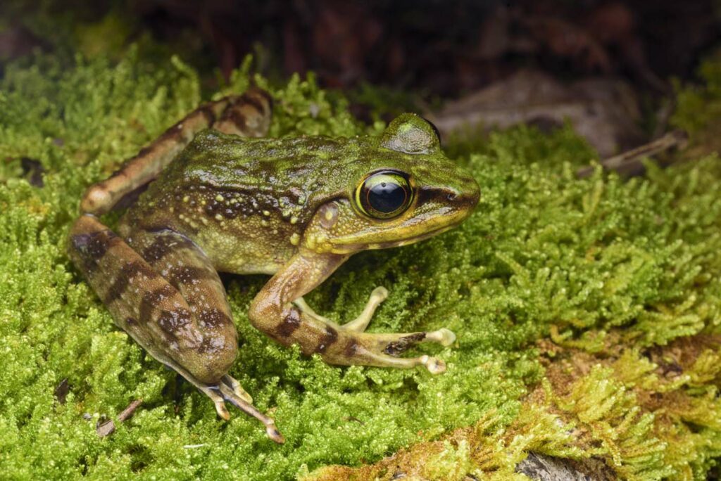 Meristogenys-kinabaluensis---Kinabalu-Torrent-Frog-(1)--malaysia-kinabalu-rupert-grassby-lewis-1400