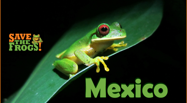 Mexico Amphibians Course