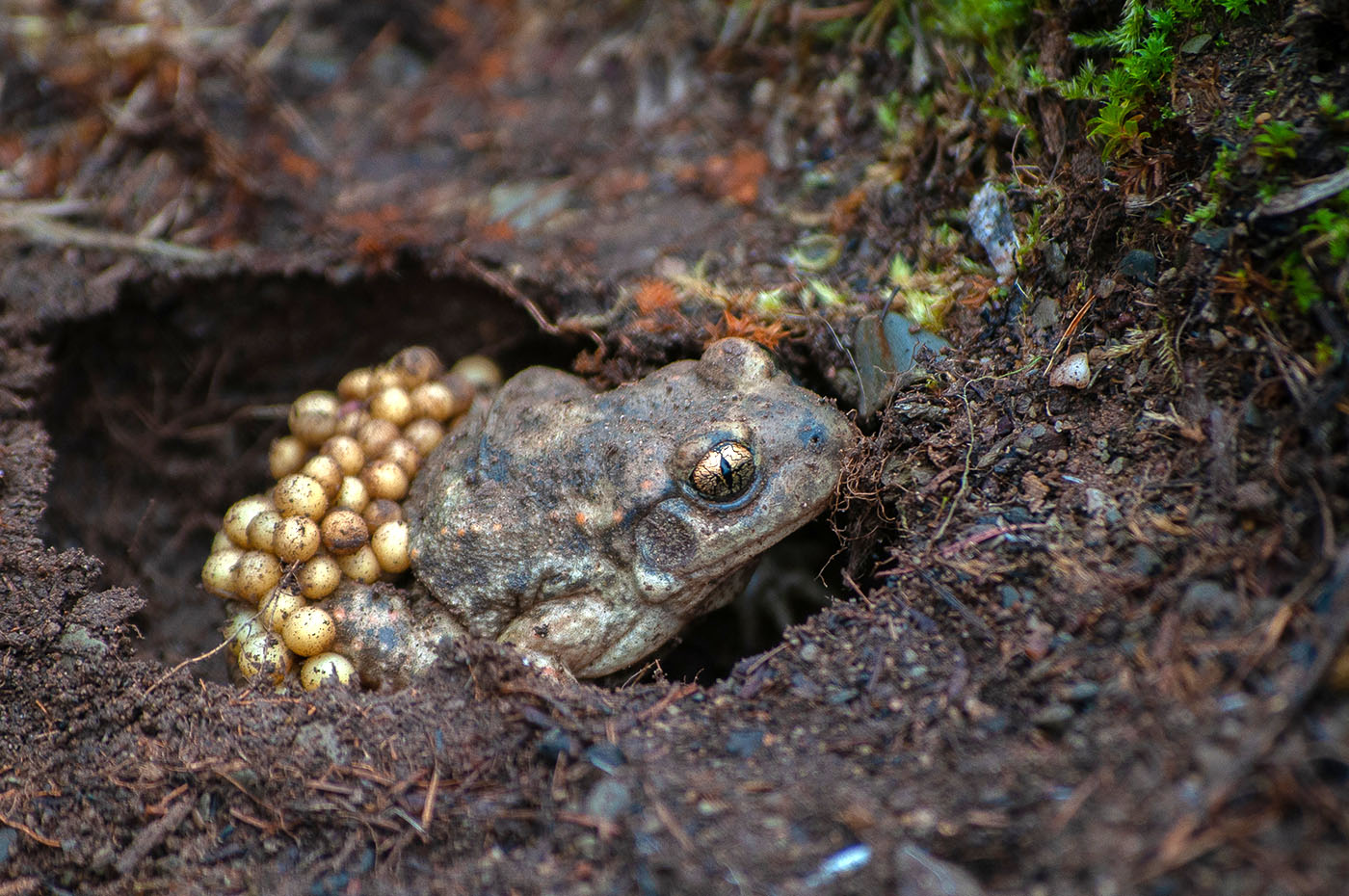Midwife Toad alytes obstetricans eggs