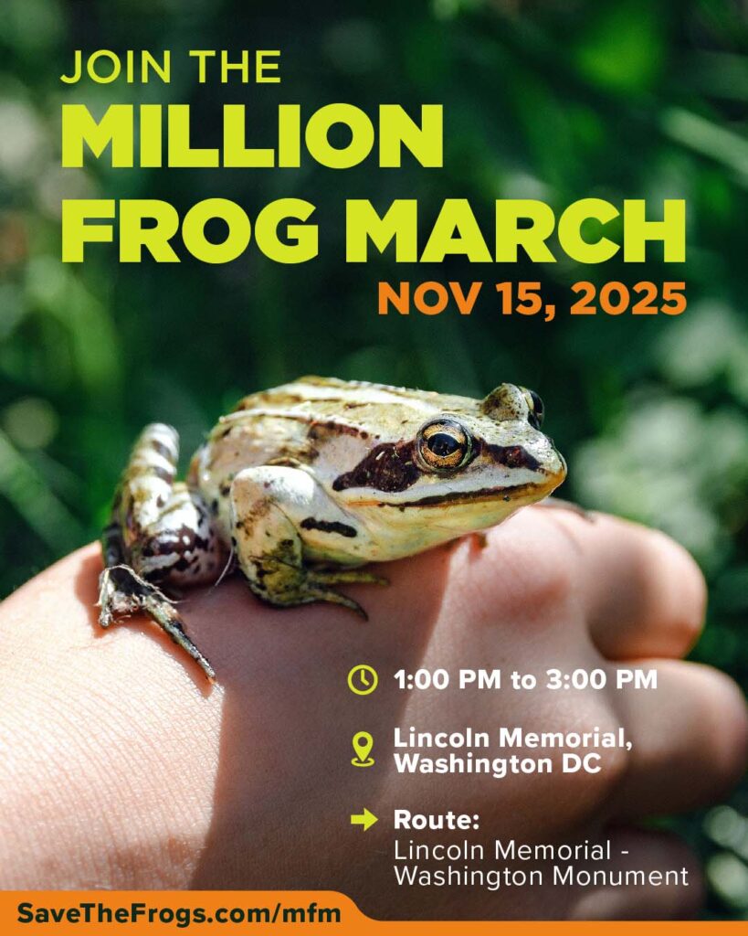 Ikon Promo Maret Million Frog 2025 oleh Brenda 3 lo res