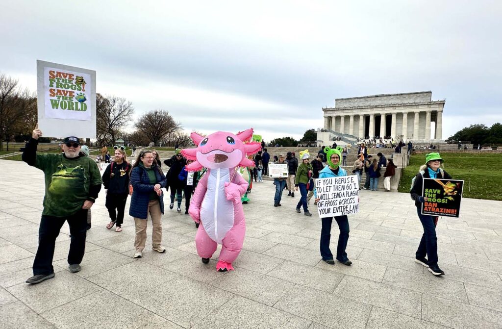 Pawai Sejuta Katak Washington DC 2025 11 15 06