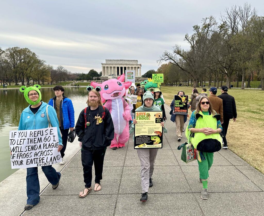 Pawai Sejuta Katak Washington DC 2025 11 15 10