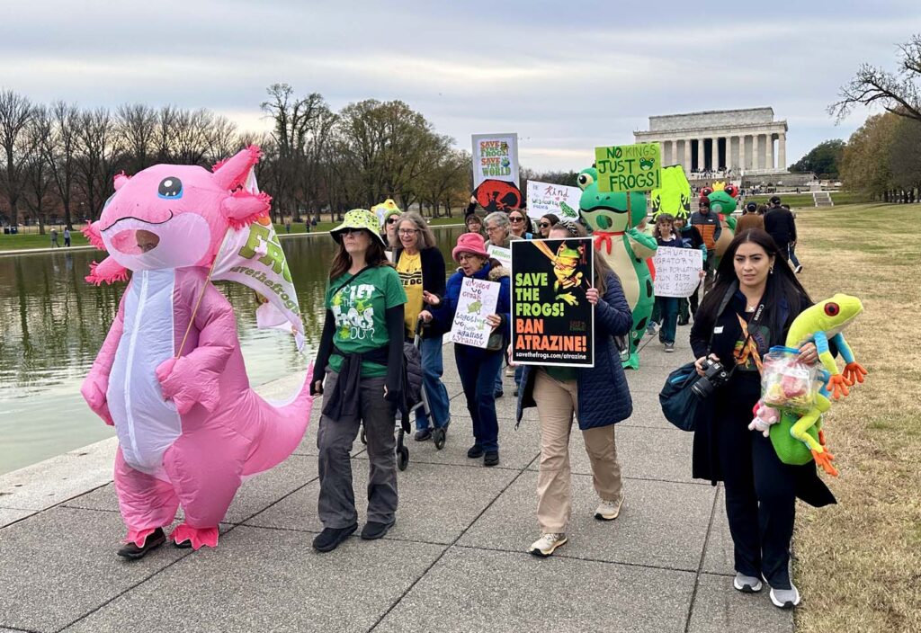 Pawai Sejuta Katak Washington DC 2025 11 15 13