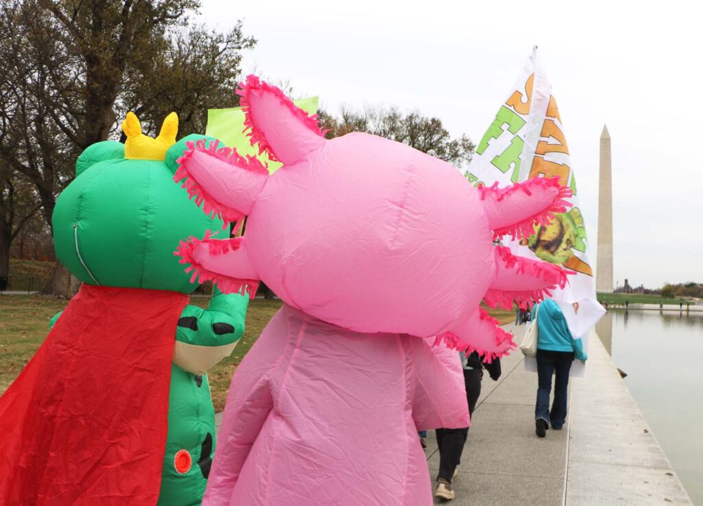 Pawai Sejuta Katak Washington DC 2025 11 15 CanonT6S 1400 21