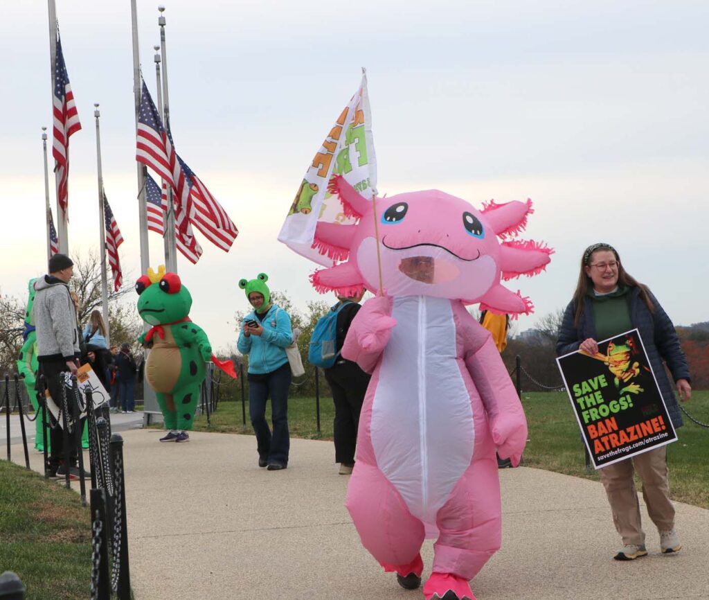 Pawai Sejuta Katak Washington DC 2025 11 15 CanonT6S 1400 32