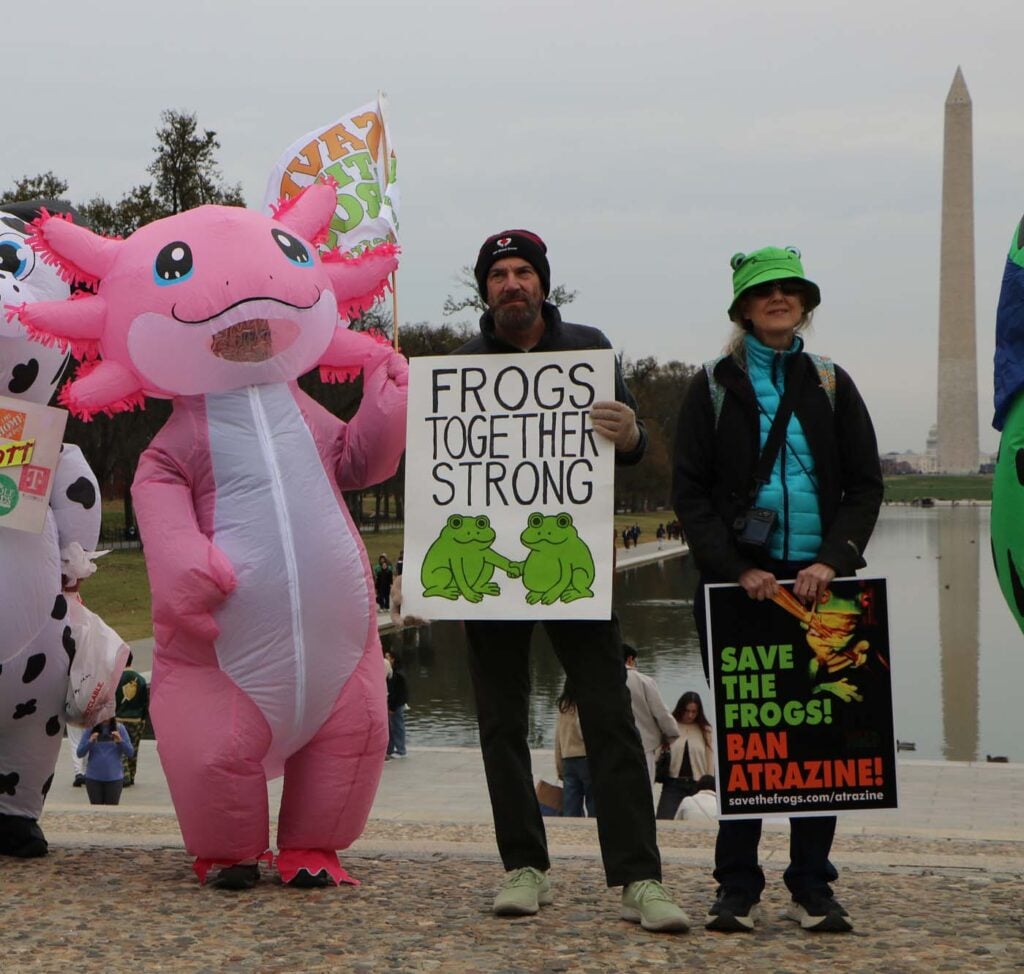 Pawai Sejuta Katak Washington DC 2025 11 15 CanonT6S 1400 55