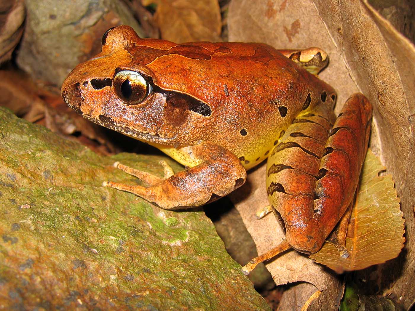 Mixophyes fleayi erwachsener Australien Fleay&#39;s barred frog