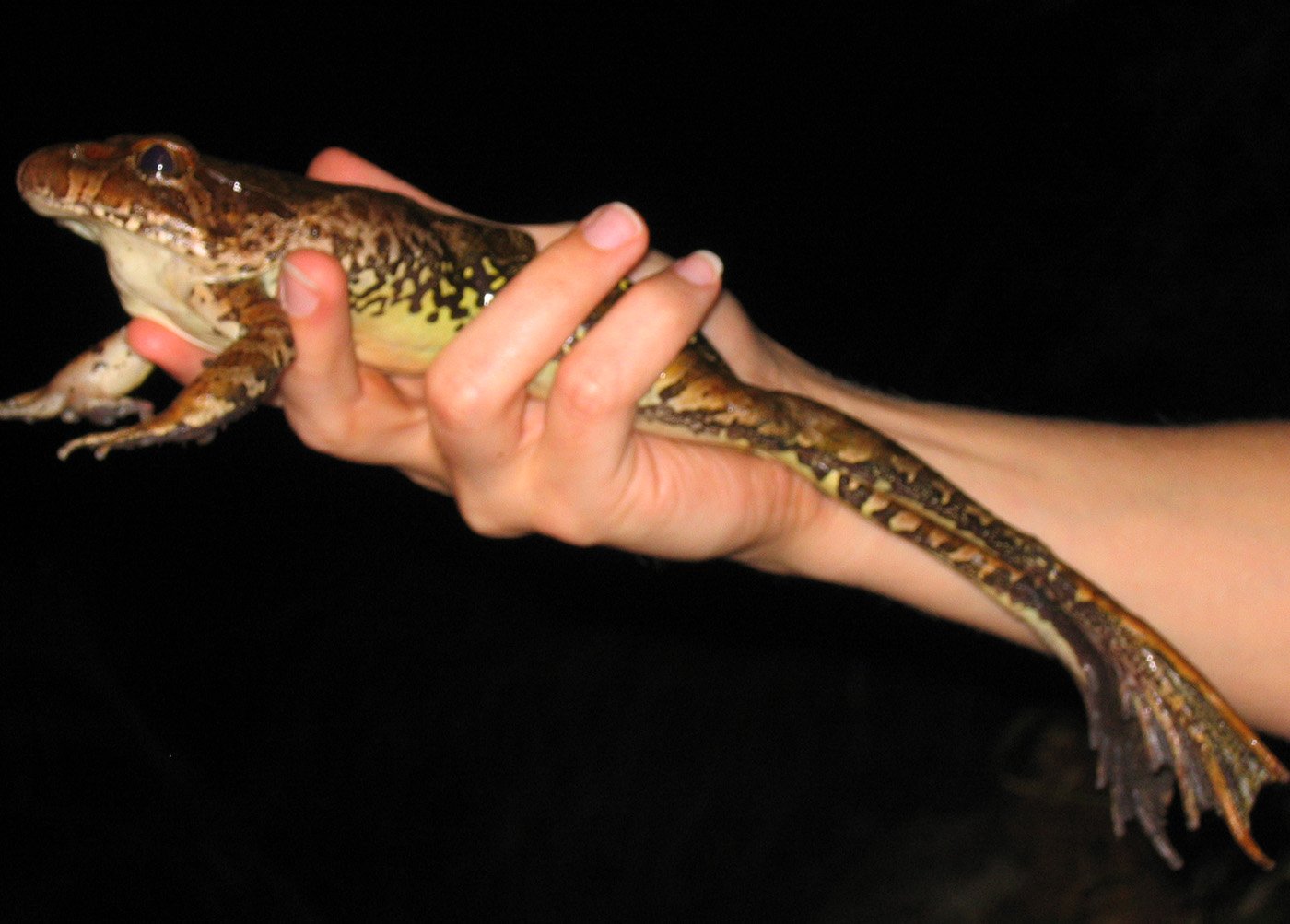 How To Hold A Large Frog