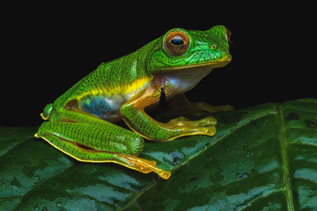 Mohamed-Meeran-Syed-India-2025-Save-The-Frogs-Photo-Contest-Rhacophorus-pseudomalabaricus