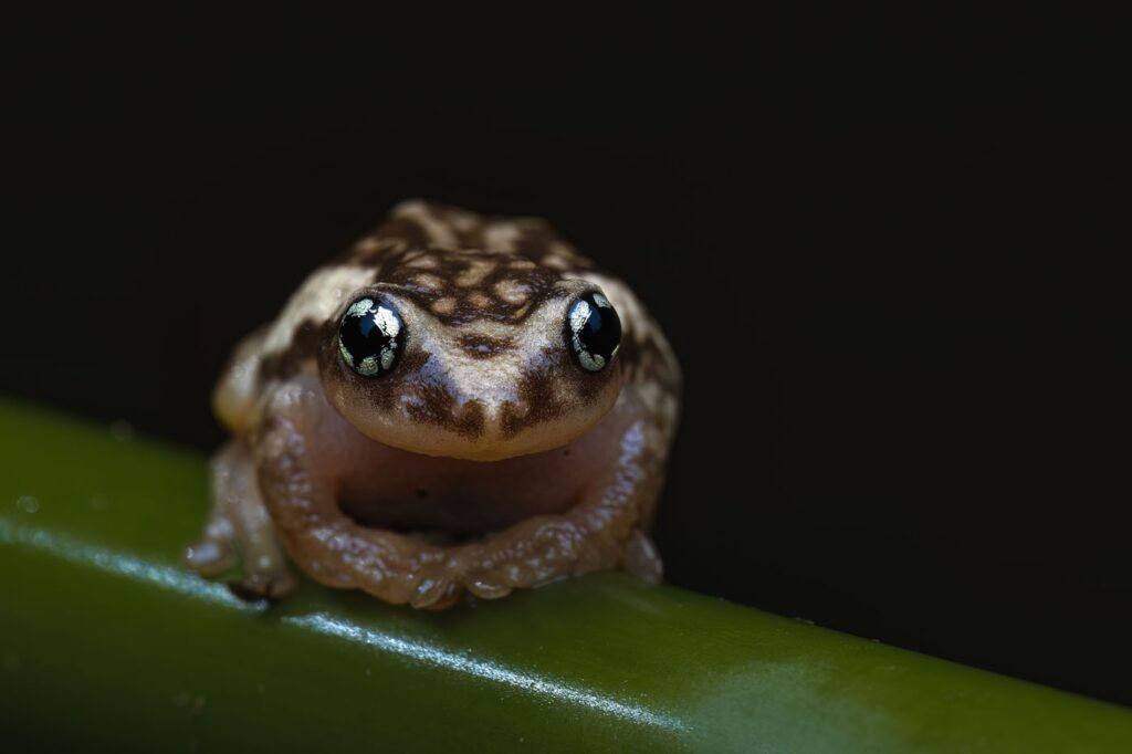 मोहम्मद मीरान सैयद, भारत 2025 मेंढक बचाओ फोटो प्रतियोगिता, फोटो 1