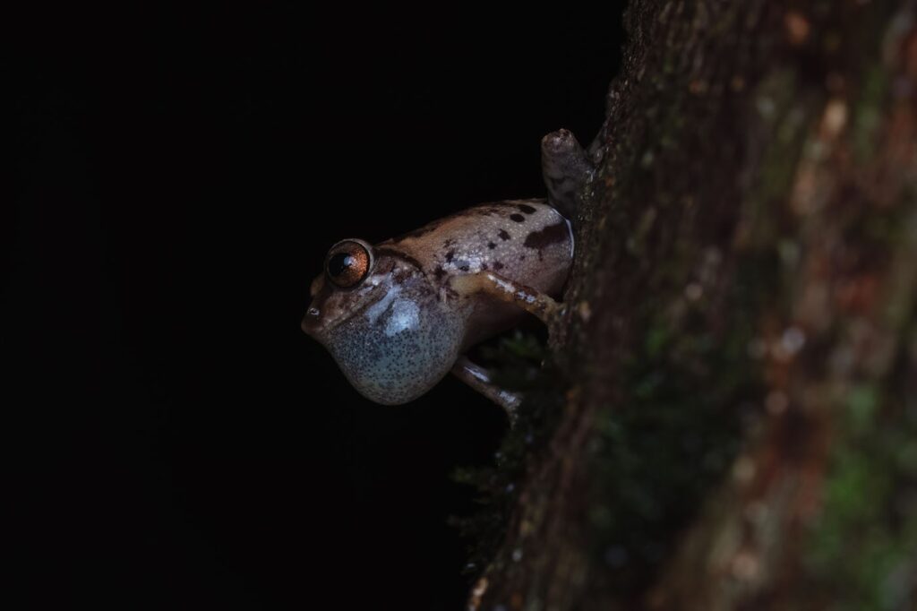 मोहम्मद मीरान सैयद, भारत 2025 मेंढक बचाओ फोटो प्रतियोगिता, फोटो 2