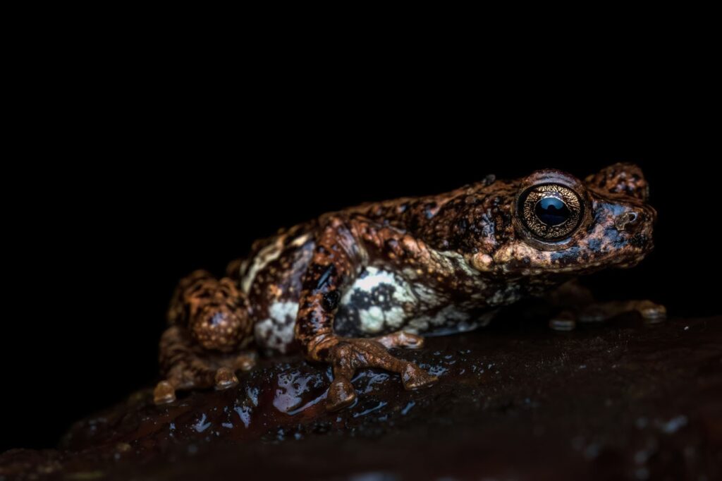 मोहम्मद मीरान सैयद, भारत 2025 मेंढक बचाओ फोटो प्रतियोगिता, फोटो 3