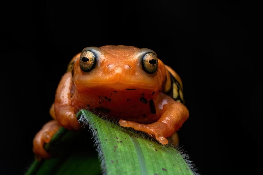 मोहम्मद मीरान सैयद, भारत 2025 मेंढक बचाओ फोटो प्रतियोगिता, फोटो 4