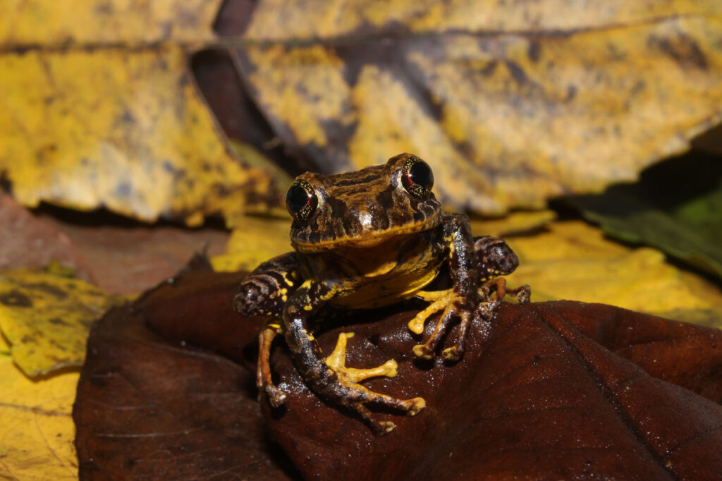 मोइरा वीडेबुश, इक्वाडोर, 2025 मेंढक बचाओ फोटो प्रतियोगिता, प्रिस्टिमैंटिस लैटिडिस्कस