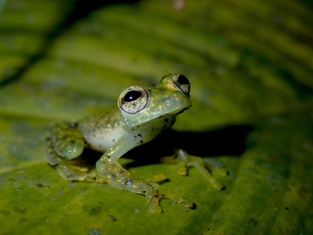 मोइरा वीडेबुश, इक्वाडोर, 2025 मेंढक बचाओ फोटो प्रतियोगिता, फोटो 1