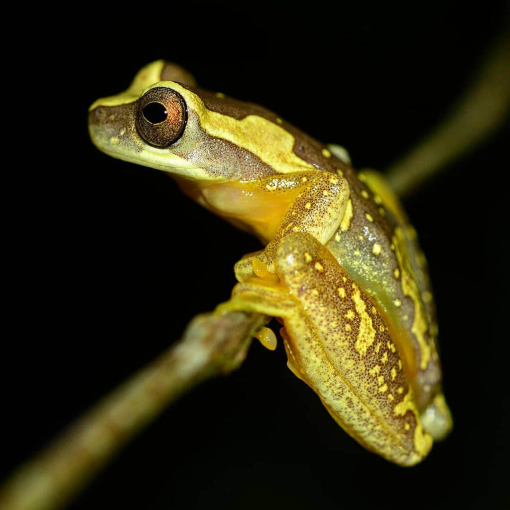 Munna-Rangam-USA-2023-save-the-frogs-photo-contest-1