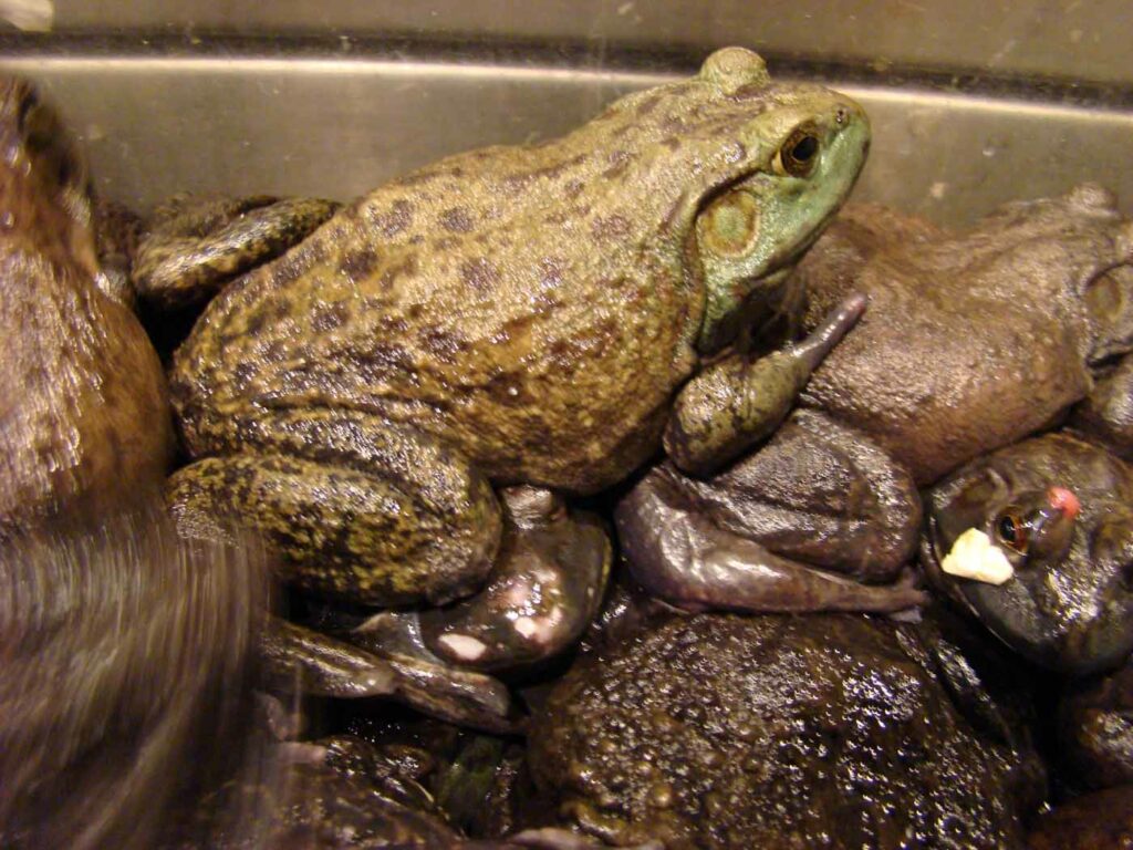 NY-American-Bullfrogs-Market-nyc-chinatown-2013-04-14-乔治 - 海因里希-1底底叶木叶叶木叶