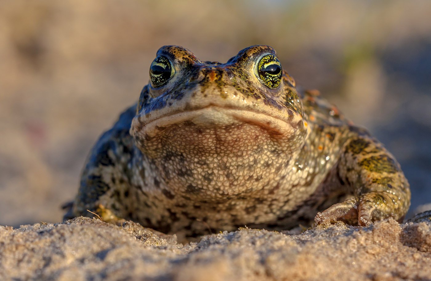 Natterjack 두꺼비 Bufo calamita 정면 영국