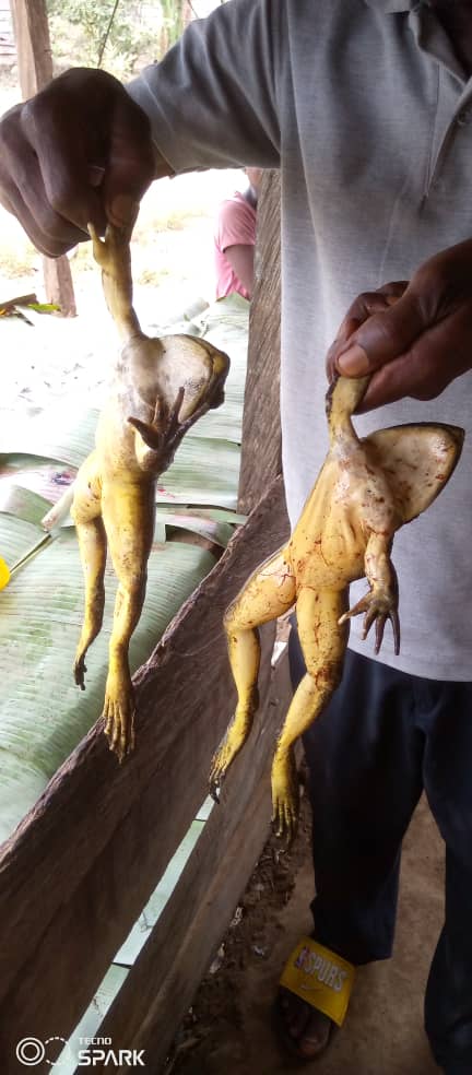 Nchang Chrysanthus - Chasse aux grenouilles Conraua goliath