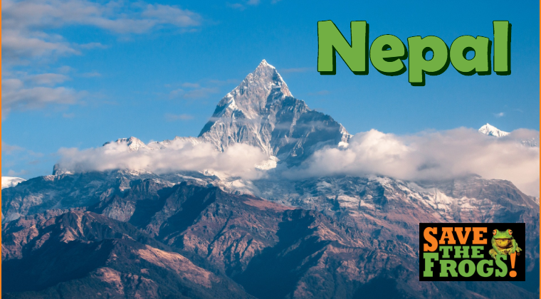 Curso de Anfíbios do Nepal