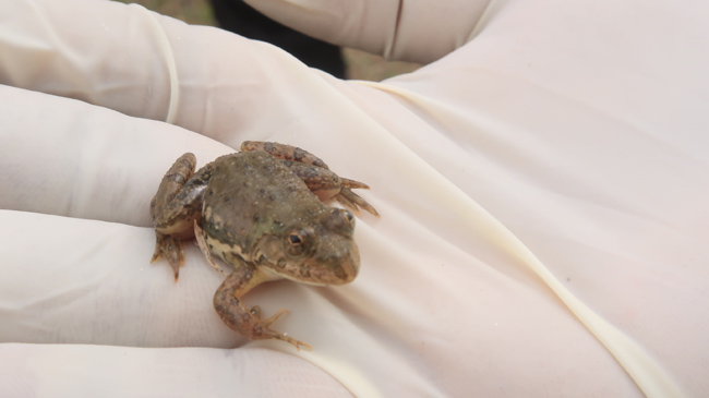 Nepal frogs survey