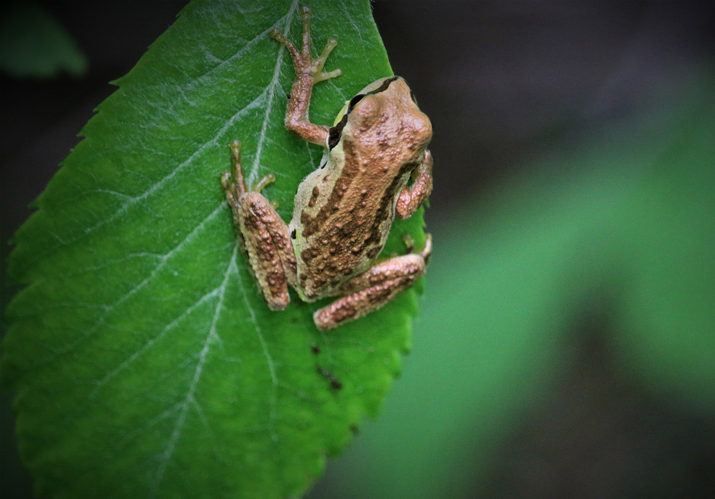Pacific Tree Frog pseudacris regilla