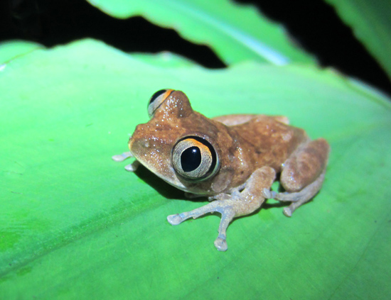 Night spirit frog