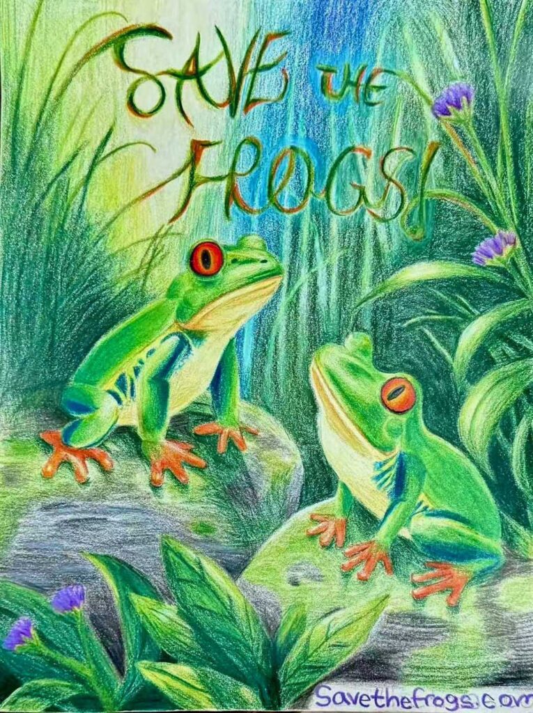 诺拉·陈(Norah Chen),美国,2025年拯救青蛙艺术大赛决赛入围者