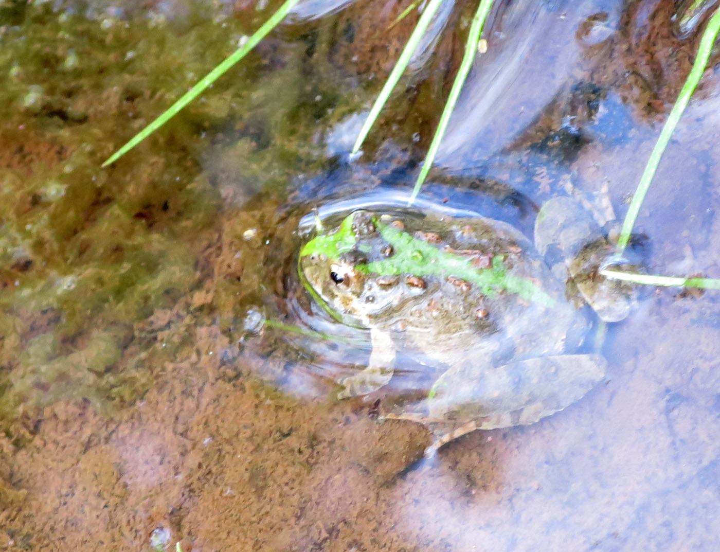 Save The Frogs Day - Frogging NoVa 2022-04-30