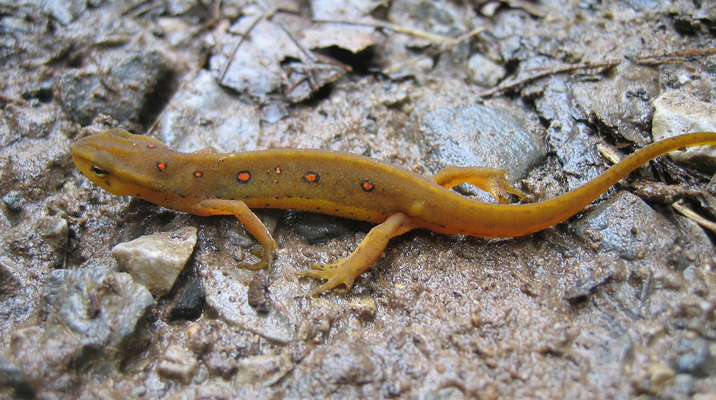 नोटोप्थाल्मस विरिडेसेन्स - रेड स्पॉटेड न्यूट - केरी क्रिगर