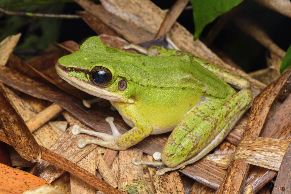 Odorrana-hosii-Poison-Rock-Frog--2--malaysia-poring-rupert-grassby-lewis-1400