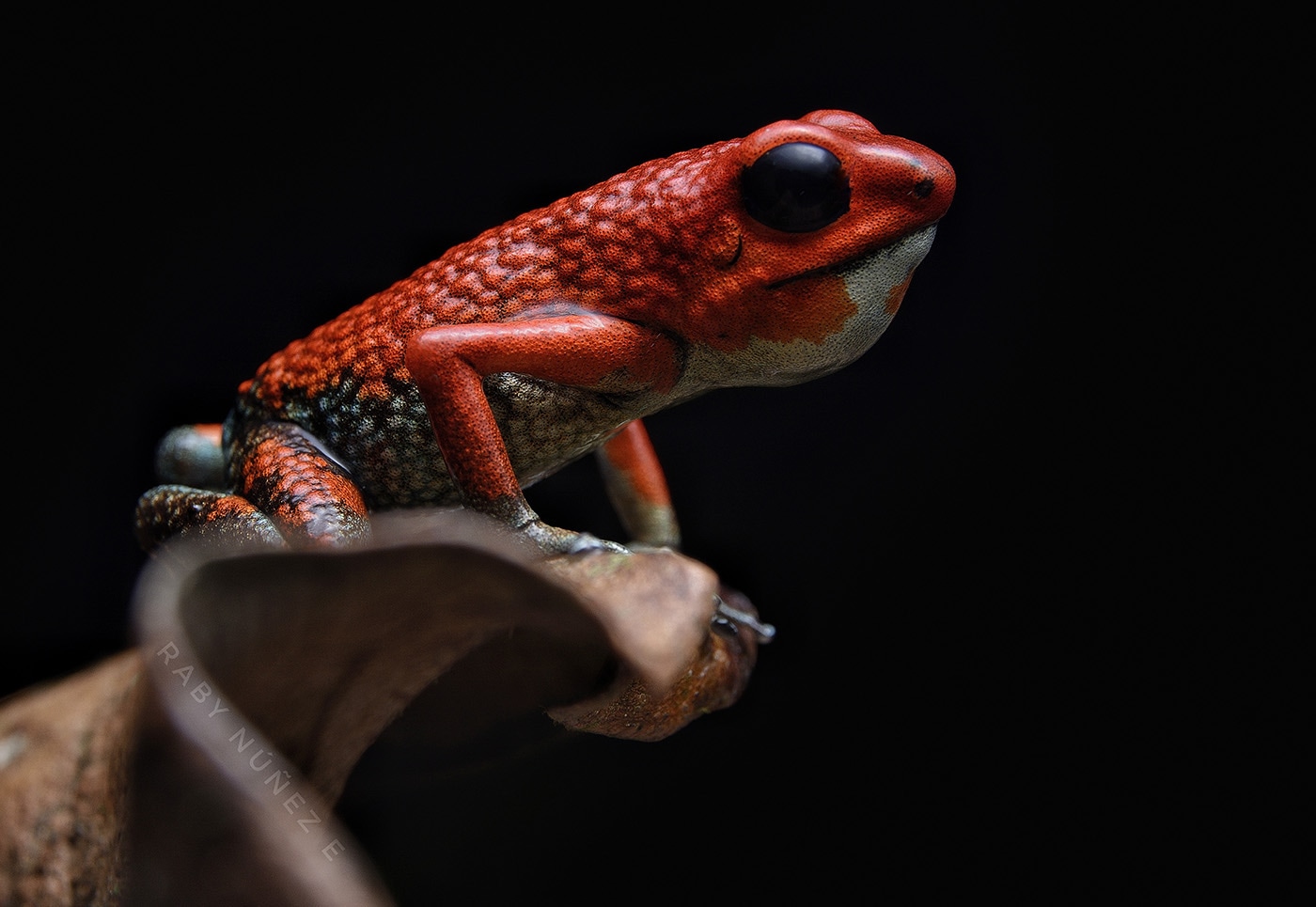 Oophaga granulifera - Granular-backed Poison Frog Raby Nunez sierpefrogs Costa Rica Osa Peninsula