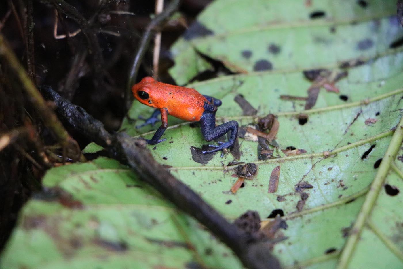 Oophaga pumilio Strawberry Poison Dart Frog Costa Rica La Selva Dendrobatid 1