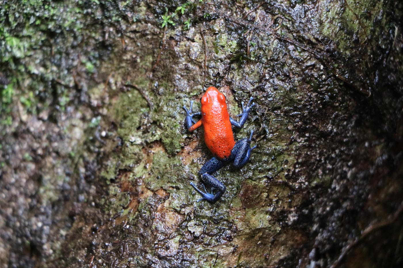 Oophaga pumilio Strawberry Poison Dart Frog Costa Rica La Selva Dendrobatid 6