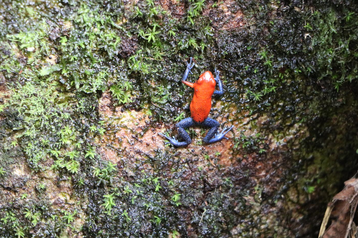 Oophaga pumilio Strawberry Poison Dart Frog Costa Rica La Selva Dendrobatid 7