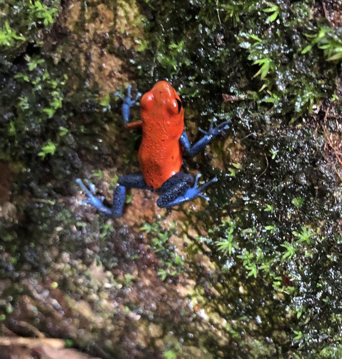 Oophaga pumilio Strawberry Poison Dart Frog La Selva Biological Station Costa Rica Ecotour 1